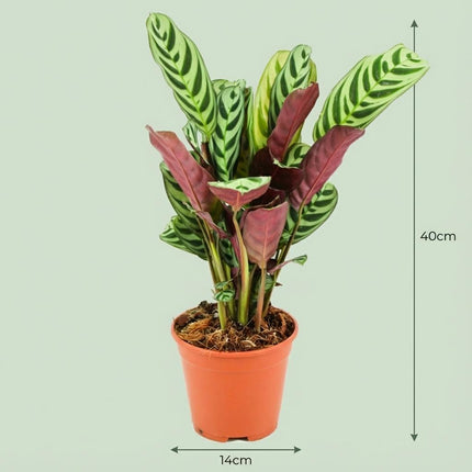 Korbmarante Ctenanthe Burle – Marxii Ø14cm Höhe35-40cm – Gebetspflanze mit Fischgrätenmuster – Zimmerpflanze für Wohnraum & Büro