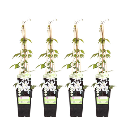Waldrebe - Clematis Montana 'Grandiflora' – 4 Pflanzen - Winterharte Kletterpflanze mit weißen, duftenden Blüten – Ø15 cm – Ca. 65 cm hoch – Perfekt für Pergolen, Zäune & Wände