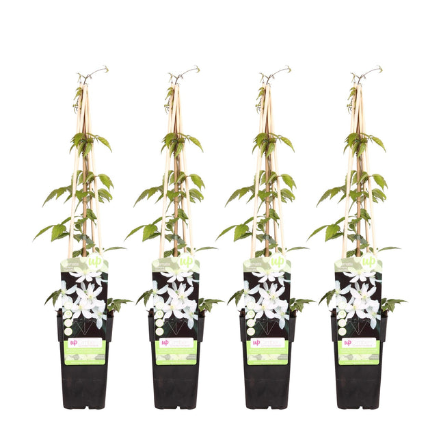 Waldrebe - Clematis Montana 'Grandiflora' – 4 Pflanzen - Winterharte Kletterpflanze mit weißen, duftenden Blüten – Ø15 cm – Ca. 65 cm hoch – Perfekt für Pergolen, Zäune & Wände
