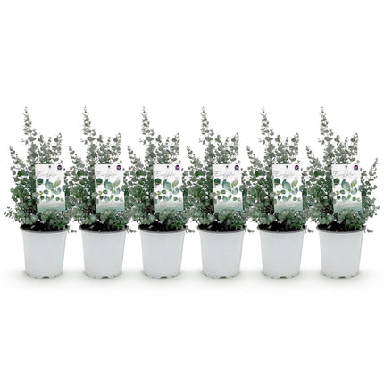 Eukalyptusbaum Eucalyptus gunnii – Terrassenpflanze – 6er – Set – Winterhart – Ø17cm, Höhe 40cm