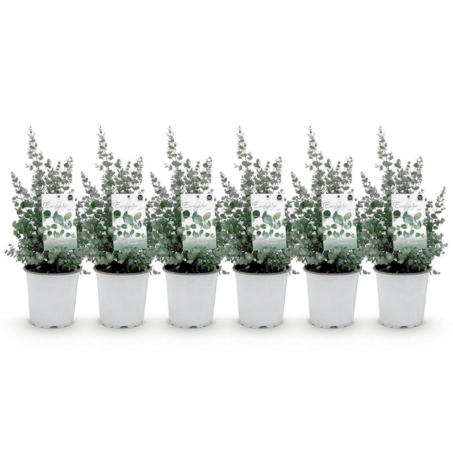 Eukalyptusbaum Eucalyptus gunnii – Terrassenpflanze – 6er – Set – Winterhart – Ø17cm, Höhe 40cm