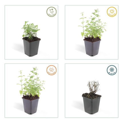 Katzenminze Nepeta 'Six Hills Giant' – 24Pflanzen – ↕10-25cm – Ø9cm – Lila – blaue Blüten – Pflegeleichte & Trockenheitsresistente Staude