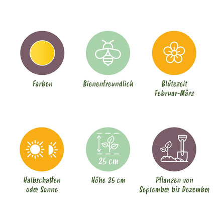 Blumenzwiebeln Eranthis Cilicica – 25 Blumenzwiebeln – Gelbe Winterlinge – Frühblühende Blumenzwiebeln für Beet, Balkon & Terrasse – Pflegeleicht