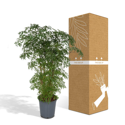 Polyscias Fruticosa – Aralia Zimmerpflanze – Ø21cm – ↕75cm – Tropische Grünpflanze mit feinem, filigranen Laub – Pflegeleicht & luftreinigend