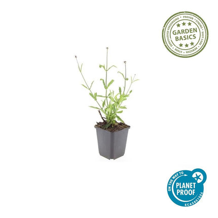 Verbena bonariensis 'Lollipop' – 24 Pflanzen – ↕10-25cm – Ø9cm – Kompakte Gartenverbene mit leuchtend lilafarbenen Blüten – Bienen- & schmetterlingsfreundlich