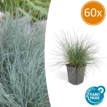 Blau – Schwingel – Festuca glauca 'Elijah Blue' – ↑10-25cm – Ø9cm – 60 Pflanzen – graues Ziergras, pflegeleicht & ganzjährig attraktiv – Steingarten