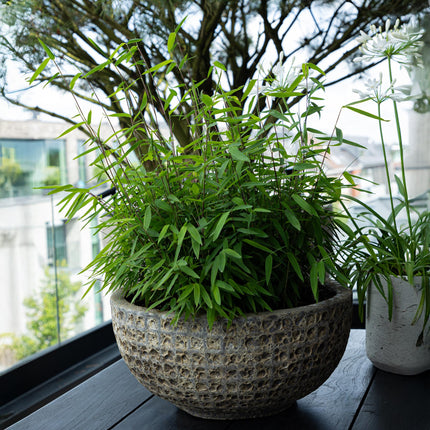 Bambus Fargesia rufa – Immergrün – 4 Pflanzen – Nicht ausbreitend – Grüner Bambus für Hecke, Garten & Terrasse – Ø17cm Höhe ca. 60cm