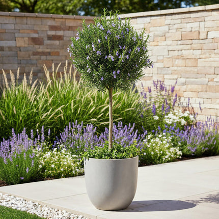Rosmarin Rosmarinus officinalis – 19cm Höhe ca.90cm – Immergrün & winterhart – Lila Blüte – Aromatische Kräuterpflanze