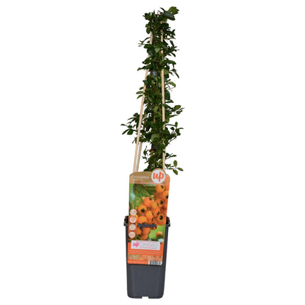 Feuerdorn - Pyracantha 'Soleil d’Or' - Ø15cm ↕65cm - Immergrüner Strauch mit gelben Beeren - Winterhart & vogelfreundlich