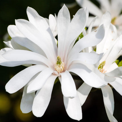 Magnolia stellata Royal Star – 3 Pflanzen – 12cm – Höhe ca. 30cm