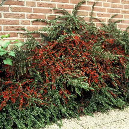 Fächer-Zwergmispel – Cotoneaster horizontalis – ↑10-25cm – Ø9cm – 60 Pflanzen – Winterhart, pflegeleicht, rote Beeren, Bodendecker, Beete