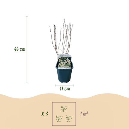 Deutzia Gracilis – Zierlicher Strauch – Blüte Weiß – Bienen- & Schmetterlingsfreundlich – 17 cm x H45 cm – pflegeleicht