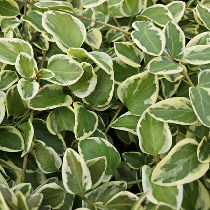 Kleines Immergrün Vinca major 'Variegata' – ↕10-25cm – Ø9cm – 60 Pflanzen – Immergrüner Bodendecker – Violette Blüten – Pflegeleicht