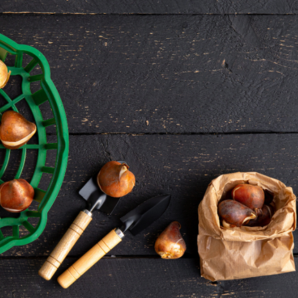 Tulpenzwiebeln Mix – 20 Blumenzwiebeln – Bunte Tulpenmischung für Garten, Topf oder Beet – Frisch vom Züchter – Pflegeleicht & mehrfarbig – Frühblüher für Frühjahr