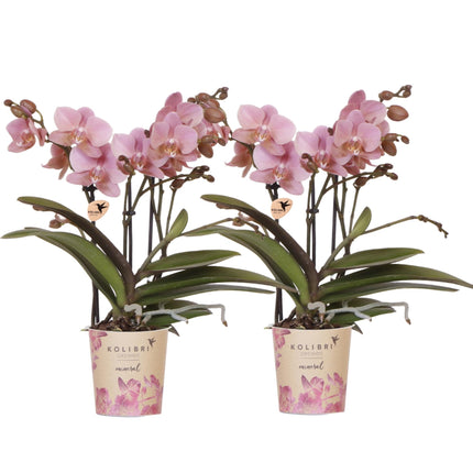 Phalaenopsis Orchideen Treviso – 2 Pflanzen – altrosa Blüten – Ø9cm – Blühende Zimmerpflanzen – Frisch vom Züchter – Elegante Deko & Geschenkidee