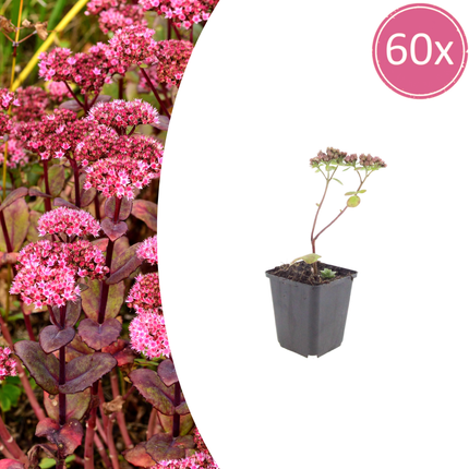Sedum Matrona – 60 Pflanzen – Ø9cm – Höhe 10-25cm – Winterharte Fetthenne – Dunkelrosa Blüten