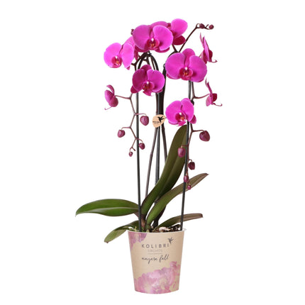 Phalaenopsis Orchidee Freeride – Ø12cm – Violett/Lila-rosa blühende Zimmerpflanze – Niagara Fall Kollektion – Blühende Orchidee frisch vom Züchter