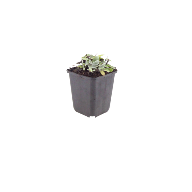Perlkörbchen Anaphalis triplinervis – 12 Pflanzen Silberstaude – Weiße Sommerblüten – 10-25cm – Ø9cm