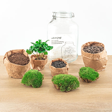 Flaschengarten Coffea Arabica – DIY Bausatz Terrarium – ↕28cm – Do-It-Yourself Pflanzen-Set – Autarkes Mini-Ökosystem mit Kaffeepflanze & Moos – Für Wohnung & Büro
