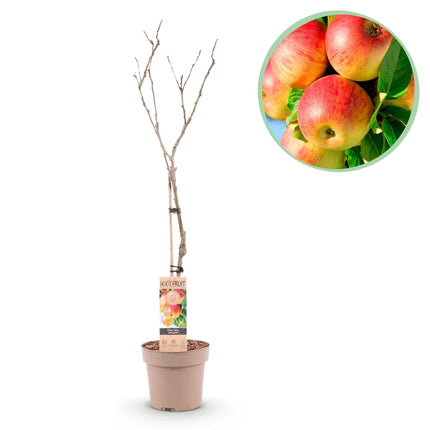 Apfelbaum Malus domestica Jonagold – Gelbgrüner Apfel – Obstbaum im Ø21cm – Höhe ca. 90cm – Süß – saurer Geschmack – Pflegeleicht & gesund