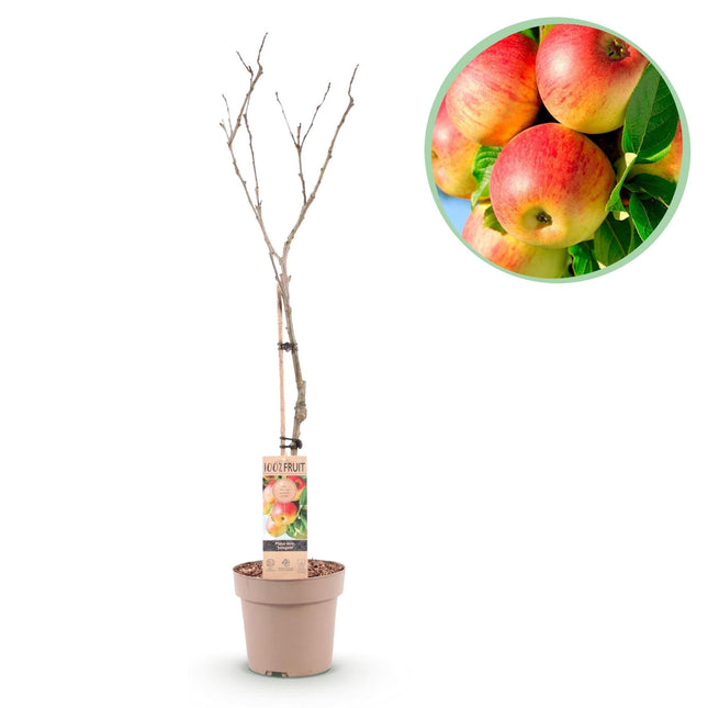 Apfelbaum Malus domestica Jonagold – Gelbgrüner Apfel – Obstbaum im Ø21cm – Höhe ca. 90cm – Süß – saurer Geschmack – Pflegeleicht & gesund