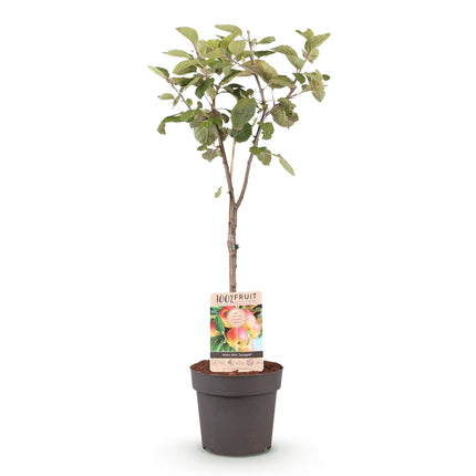 Apfelbaum Malus domestica Jonagold – Gelbgrüner Apfel – Obstbaum im Ø21cm – Höhe ca. 90cm – Süß – saurer Geschmack – Pflegeleicht & gesund