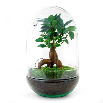 Flaschengarten Egg XL Bonsai – DIY Bausatz Terrarium – ↕30cm – Do – It – Yourself Pflanzen – Set im Glas mit Korkdeckel – Autarkes Mini – Ökosystem