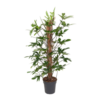 Baumfreund – Philodendron Pedatum – Zimmerpflanze – Ø24 cm – ↕120 cm – Pflegeleicht – Halbschatten – Üppiges grünes Laub