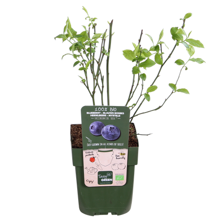 Vaccinium corymbosum 'Reka' – Blaubeere – Ø13cm – ↕45cm – Bio-Anbau – Ertragreiche Heidelbeere