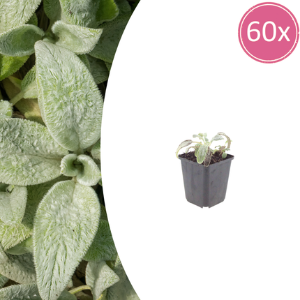 Stachys byzantina Silver Carpet – 60 Pflanzen – Ø9cm – Höhe 10-25cm – Winterharte Bodendecker Staude – Silberlaub