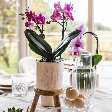 Blumentopf Lavendel Ø9cm – Pflanztopf in sanftem Violett – Für kleine Zimmerpflanzen, Kräuter, Sukkulenten & Mini – Arrangements – Stilvoll & robust