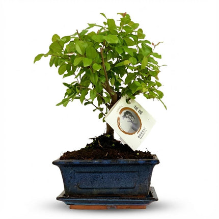 Bonsai Baum mit kugelförmiger Krone Höhe 25–30cm – Klassischer Miniaturbaum in dekorativer Keramikschale – Elegante Zimmerpflanze für Wohnraum & Büro