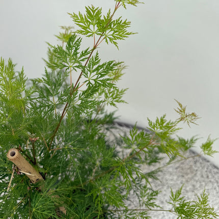 Japanischer Ahorn – Acer palmatum 'Emerald Lace' – Balkonpflanze – ca. 70cm hoch – Topf Ø19cm – feingeschnittenes grünes Laub, herbstliche Gold