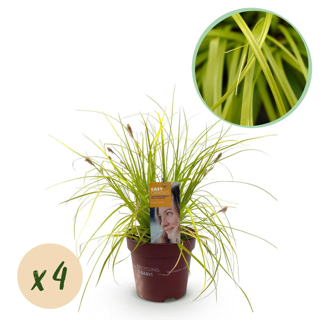 Japansegge Carex oshimensis Everillo – Immergrünes Ziergras – Gelbe Blätter – 4 Pflanzen – Pflegeleicht – Ø17 cm – Höhe ca. 50 cm