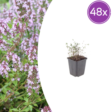 Thymus vulgaris Gartenthymian – 48 Pflanzen – Ø9cm – Höhe 10-25cm – Winterhartes Küchenkraut