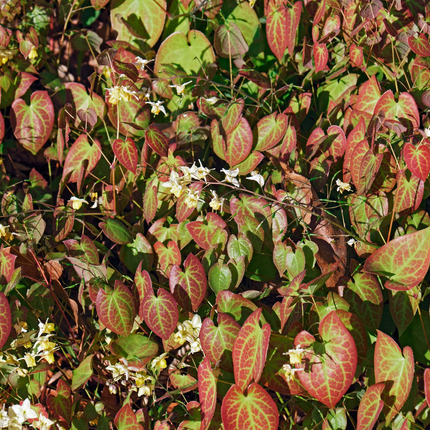 Elfenblume Epimedium × youngianum ‘Niveum’ – 12 Pflanzen – 10-25cm – Ø9cm – Weiße Schattenstaude – Winterharter Bodendecker für Garten & Gehölzrand