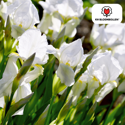 Iris Alaska – 25 Blumenzwiebeln – Weiß blühende Garten-Iris – Für Beete, Rabatten und Schnittblumen