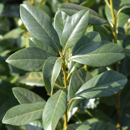 Kirschlorbeer Prunus laurocerasus Caucasica – Immergrün – 8 Pflanzen für 1m Hecke – Schnellwachsende & winterharte Heckenpflanze – Ø9cm Höhe 30–35cm