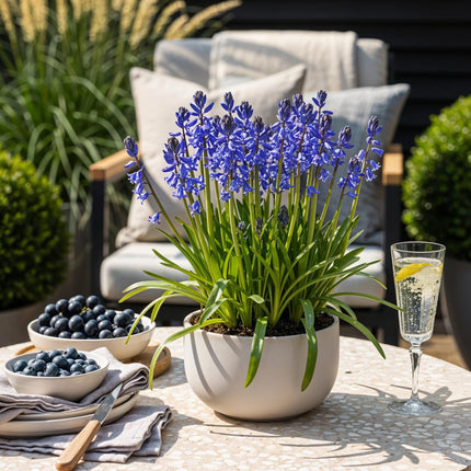 Blumenzwiebeln Hyacinthoides non-scripta – 20 Blumenzwiebeln – Blaue Glockenblumen – Frühblüher für Beet, Balkon & Terrasse – Pflegeleichte Frühlingsblumen