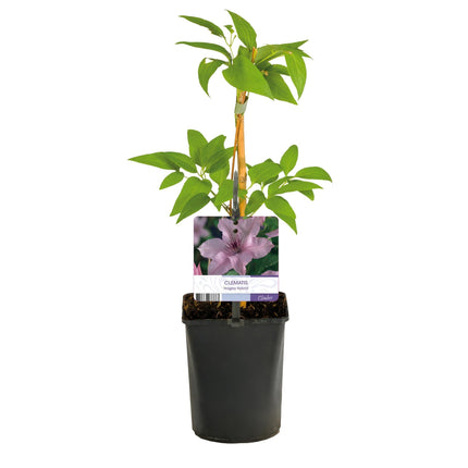 Kletterpflanze Clematis Hagley Hybrid – Rosa Blüten – Wenig Pflege – 2 Pflanzen – 11 cm Höhe 40 cm – Für Garten, Balkon & Pergolen