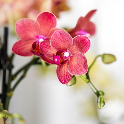 Pflanzenset Rote Phalaenopsis-Orchidee Congo & Sukkulenten – Inklusive keramische Berry Ziertöpfe – Blühende Zimmerpflanzen – Frisch vom Züchter