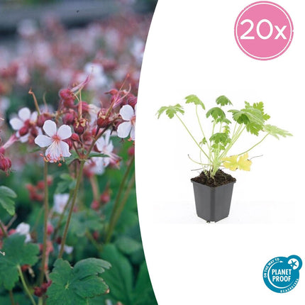 Felsen-Storchschnabel Geranium macrorrhizum 'Spessart' – Winterharter Bodendecker – 20 Pflanzen – Ø9 cm – Höhe 10-25 cm – Weiße Blüten & grünes Laub – Ideal für Beete & Steingärten