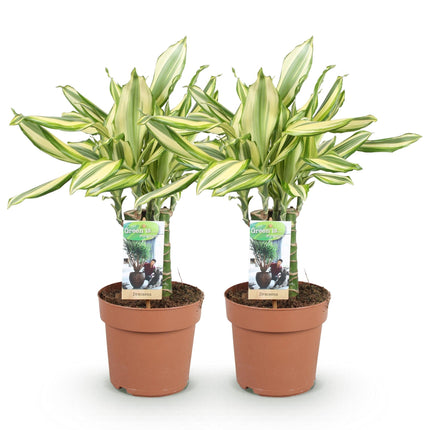 Dracaena fragrans Diamond Dream – 2 Drachenbäume – 50-55cm – 17cm – Pflegeleichte Zimmerpflanzen – Buntes Blattwerk & luftreinigend für Wohn