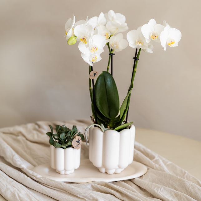 Geschenkset Retro White Gibraltar Orchidee Ø9cm + Grünpflanze Ø6cm – 2 weiße Retro – Übertöpfe matt + ovales weißes Tablett