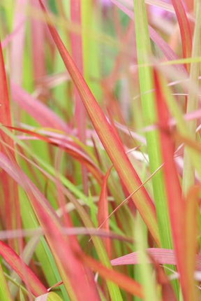 Japanisches Blutgras Imperata cylindrica 'Red Baron' – ↕10-25cm – Ø9cm – 60 Pflanzen