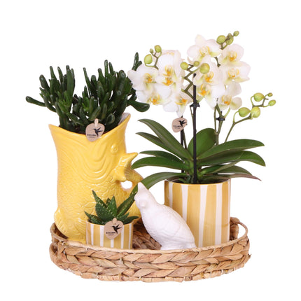 Mediterranean Sunset Geschenkset – Pflanzenset mit weißer Orchidee Lausanne & 2 Sukkulenten – In gelben Ziertöpfen & Korbtablett – Urlaubsflair für Zuhause