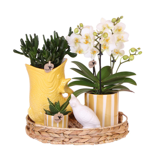 Mediterranean Sunset Geschenkset – Pflanzenset mit weißer Orchidee Lausanne & 2 Sukkulenten – In gelben Ziertöpfen & Korbtablett – Urlaubsflair für Zuhause