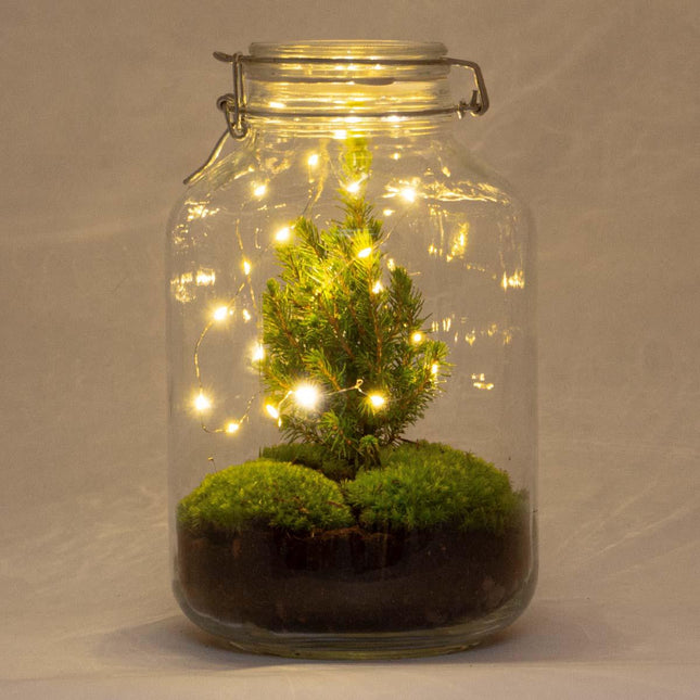 Flaschengarten Christmas – DIY Bausatz Terrarium – ↕28cm – Do-It-Yourself Weihnachts-Terrarium – Mit Mini-Weihnachtsbaum & Moos – Autarkes Ökosystem – Für Wohnung & Büro