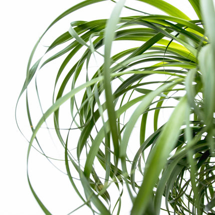 Beaucarnea XXL – ca.180-200cm Zimmerpflanze – Elefantenfuß mit markantem Stamm – Exklusive Großpflanze für Wohnzimmer Büro & Empfangsbereiche