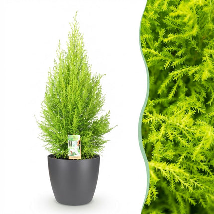 Cupressus Gold Crest Wilma Zimmerpflanze Mit Grauem Topf Ø21cm Höhe ca.85-95cm Zimmerkonifere Pflegeleicht Grünpflanze für Zimmer & Büro & Innenraum